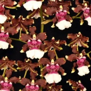 Oncidium Aka Baby 'Raspberry Chocolate' Orchid Plant - Fragrant, 2.5
