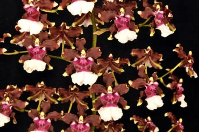 Oncidium Aka Baby 'Raspberry Chocolate' Orchid Plant - Fragrant, 2.5" Pot - Image 1