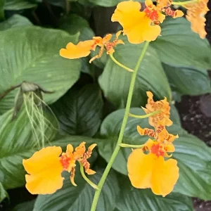 Oncidium Gower Ramsey 'Orange Delight' Live Orchid Plant – Orange Dancing Lady – 2.5
