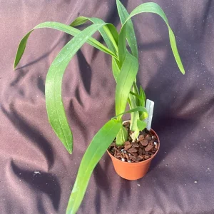 Oncidium Gower Ramsey 'Orange Delight' Live Orchid Plant – Orange Dancing Lady – 2.5