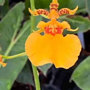 Oncidium Gower Ramsey 'Orange Delight' Live Orchid Plant – Orange Dancing Lady – 2.5
