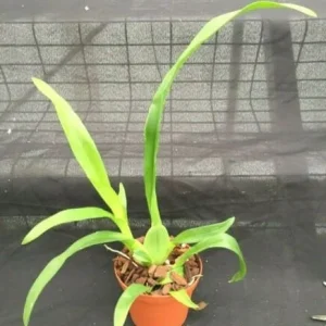 Oncidium Heaven Scent 'Redolence' Orchid Live Plant – Fragrant – 2.5 inch Pot - Image 2