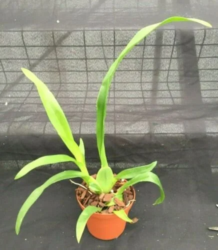 Oncidium Heaven Scent 'Redolence' Orchid Live Plant – Fragrant – 2.5 inch Pot - Image 2