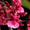 Oncidium Heaven Scent 'Redolence' Orchid Live Plant – Fragrant – 2.5 inch Pot - Image 1