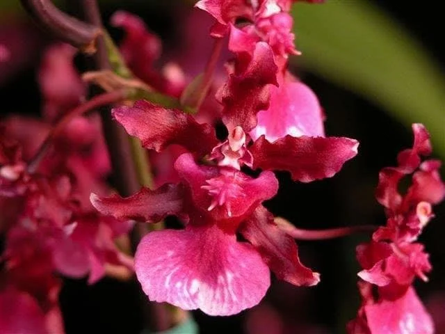 Oncidium Heaven Scent 'Redolence' Orchid Live Plant – Fragrant – 2.5 inch Pot - Image 1