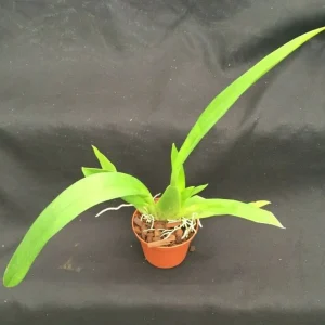 Oncidium Orchid 'Fireside Fever' Live Plant – 2.5 inch Pot – Indoor Flowering - Image 2