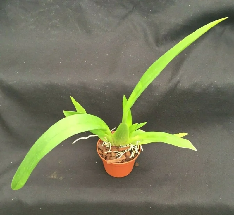 Oncidium Orchid 'Fireside Fever' Live Plant – 2.5 inch Pot – Indoor Flowering - Image 2