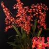 Oncidium Orchid 'Fireside Fever' Live Plant – 2.5 inch Pot – Indoor Flowering - Image 1