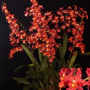 Oncidium Orchid 'Fireside Fever' Live Plant – 2.5 inch Pot – Indoor Flowering - Image 1