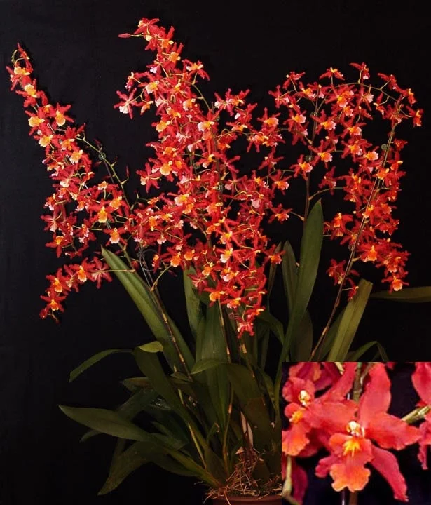 Oncidium Pacific Panache 'Fireside Fever' Orchid Live Plant - 2.5" Pot - Image 1