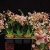 Oncidium Pacific Sunrise 'Hakalau' Fragrant Orchid Live Plant - Compact, 2.5" Pot - Image 1