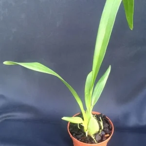 Oncidium Rex's Luck 'Firefly' Orchid Live Plant – 2.5