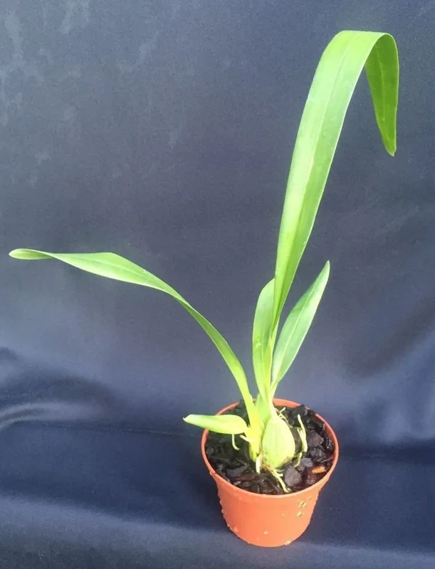 Oncidium Rex's Luck 'Firefly' Orchid Live Plant – 2.5" Pot – Fragrant Indoor Flower - Image 2