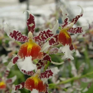 Oncidium Rex's Luck 'Firefly' Orchid Live Plant – 2.5