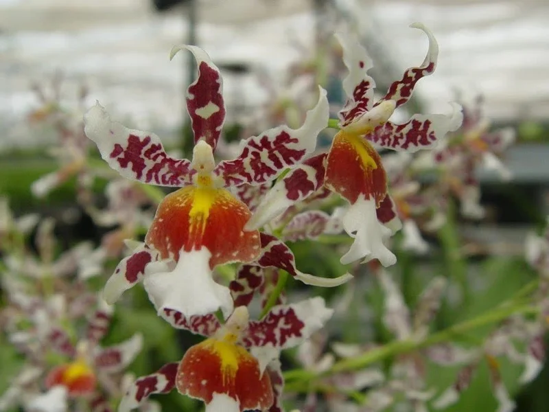 Oncidium Rex's Luck 'Firefly' Orchid Live Plant – 2.5" Pot – Fragrant Indoor Flower - Image 1