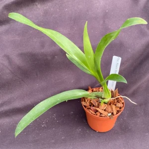 Oncidium Sharry Baby 'Red Fantasy' Orchid - Chocolate Fragrance Live Plant - 2.5