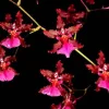 Oncidium Sharry Baby 'Red Fantasy' Orchid - Chocolate Fragrance Live Plant - 2.5" Pot - Image 1