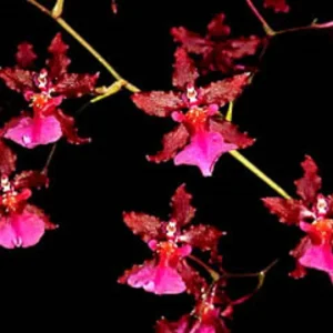 Oncidium Sharry Baby 'Red Fantasy' Orchid - Chocolate Fragrance Live Plant - 2.5