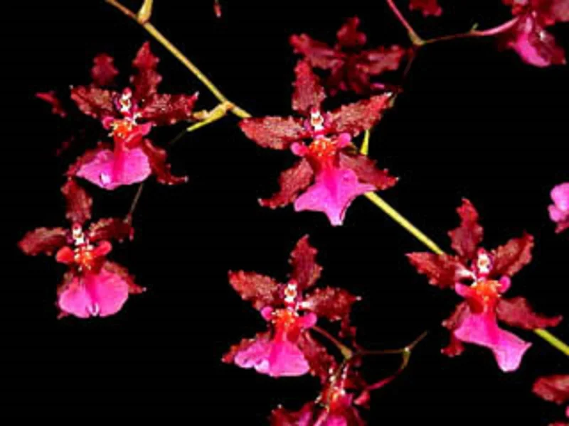 Oncidium Sharry Baby 'Red Fantasy' Orchid - Chocolate Fragrance Live Plant - 2.5" Pot - Image 1