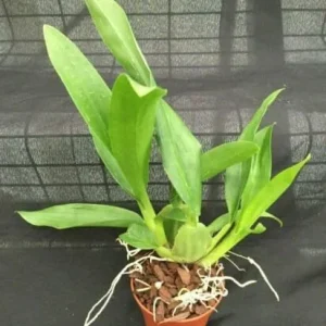 Oncidium Sharry Baby 'Sweet Fragrance' Live Orchid Plant - Chocolate Scented - Image 2