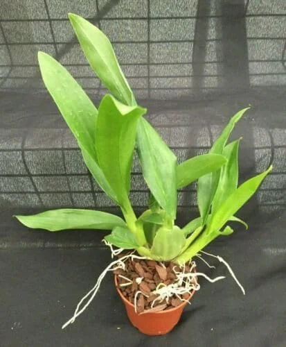 Oncidium Sharry Baby 'Sweet Fragrance' Live Orchid Plant - Chocolate Scented - Image 2