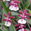 Oncidium Sharry Baby 'Sweet Fragrance' Live Orchid Plant - Chocolate Scented - Image 1
