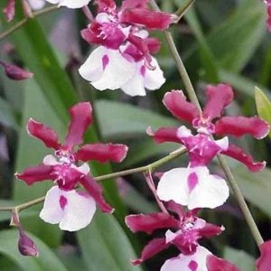 Oncidium Sharry Baby 'Sweet Fragrance' Live Orchid Plant - Chocolate Scented - Image 1