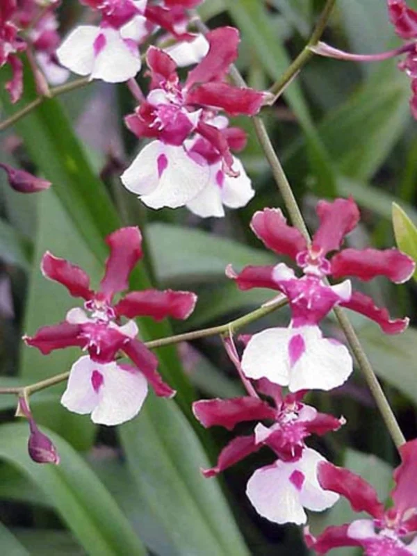 Oncidium Sharry Baby 'Sweet Fragrance' Live Orchid Plant - Chocolate Scented - Image 1