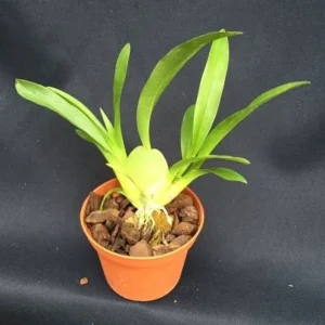 Oncidium Twinkle 'Fantasy' Miniature Orchid Live Plant 2.5