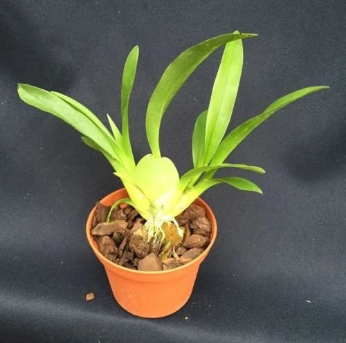 Oncidium Twinkle 'Fantasy' Miniature Orchid Live Plant 2.5" Pot - Image 2