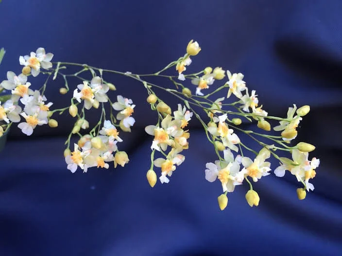Oncidium Twinkle 'Fantasy' Miniature Orchid Live Plant 2.5" Pot - Image 1