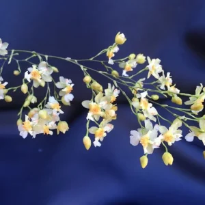 Oncidium Twinkle 'Fantasy' Miniature Orchid - Live Plant - 2.5