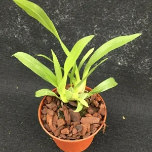Oncidium Twinkle 'Yellow Bird' Miniature Orchid Live Plant - 2.5