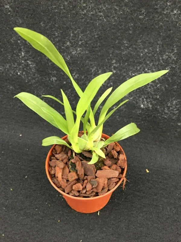 Oncidium Twinkle 'Yellow Bird' Miniature Orchid Live Plant - 2.5" Pot - Image 2