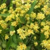 Oncidium Twinkle 'Yellow Bird' Miniature Orchid Live Plant - 2.5" Pot - Image 1