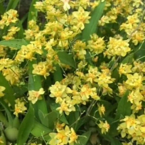Oncidium Twinkle 'Yellow Bird' Miniature Orchid Live Plant - 2.5