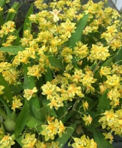 Oncidium Twinkle 'Yellow Bird' Miniature Orchid Live Plant - 2.5" Pot - Image 1