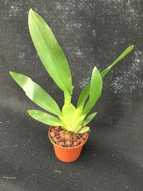 Oncostele Catatante 'Kilauea Karma' Oncidium Type Orchid Live Plant in 3" Pot - Image 2