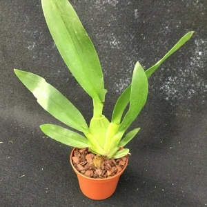 Oncostele Catatante 'Kilauea Karma' Oncidium Type Orchid Live Plant in 3