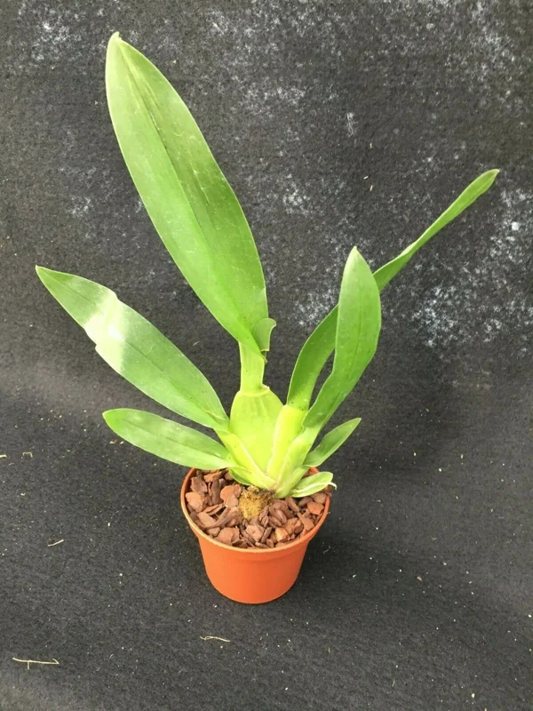 Oncostele Catatante 'Kilauea Karma' Oncidium Type Orchid Live Plant in 3" Pot - Image 2