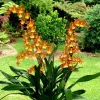 Oncostele Catatante 'Kilauea Karma' Oncidium Type Orchid Live Plant in 3" Pot - Image 1