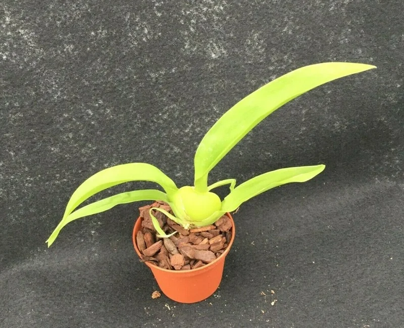 Oncostele Everglades Elegance 'Nancy Lee' Orchid Live Plant, 2.5" Pot - Image 2