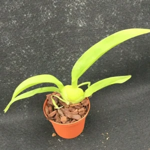 Oncostele Everglades Elegance 'Nancy Lee' Orchid Live Plant, 2.5 inch Pot - Image 2