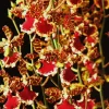 Oncostele Everglades Elegance 'Nancy Lee' Orchid Live Plant, 2.5 inch Pot - Image 1