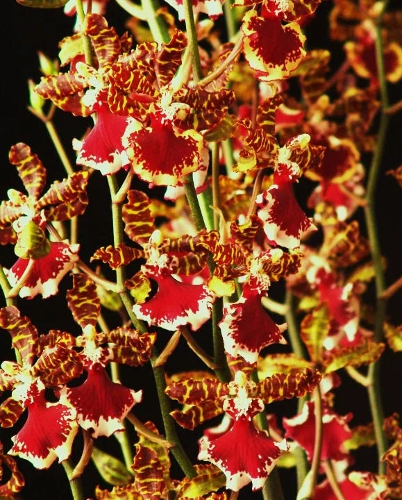 Oncostele Everglades Elegance 'Nancy Lee' Orchid Live Plant, 2.5 inch Pot - Image 1