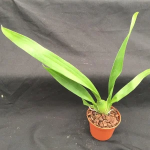 Oncostele Eye Candy 'Penny Candy' Orchid Live Plant, 2.5