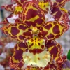 Oncostele Eye Candy 'Penny Candy' Orchid Live Plant, 2.5" Pot, Indoor - Image 1