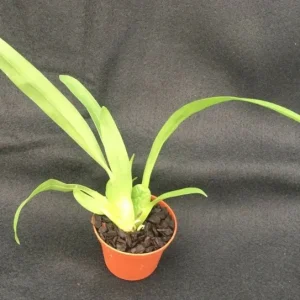 Oncostele Pacific Heat Orchid Live Plant - 2.5 inch Pot - Indoor Orchid - Image 2