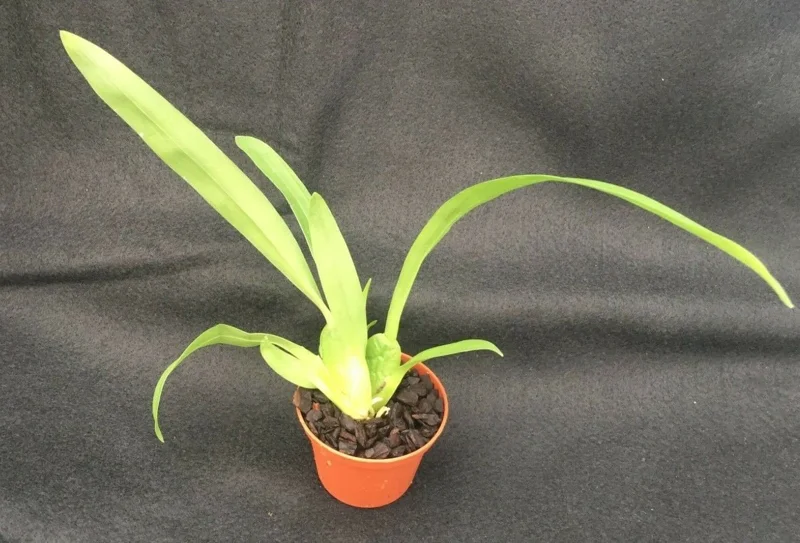 Oncostele Pacific Heat Orchid Live Plant - 2.5 inch Pot - Indoor Orchid - Image 2