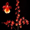 Oncostele Pacific Heat Orchid Live Plant - 2.5 inch Pot - Indoor Orchid - Image 1